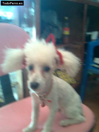 La foto del perro