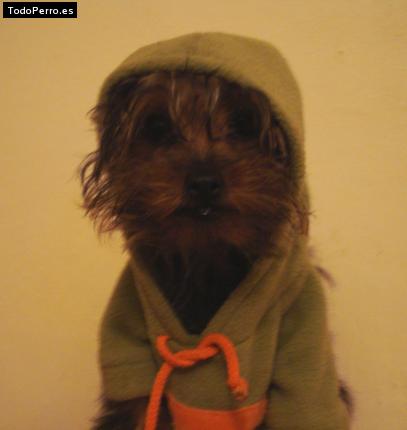 La foto del perro