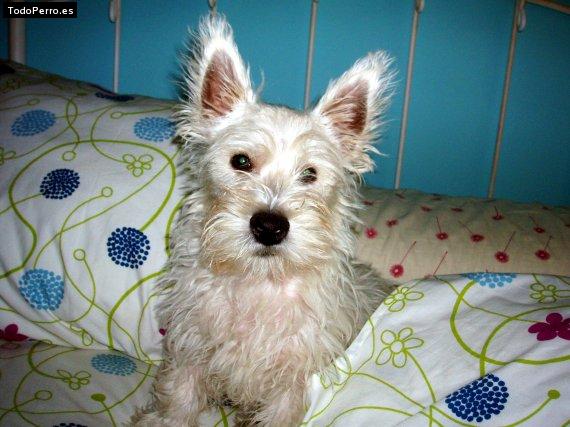 La foto del perro