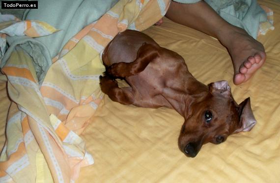La foto del perro