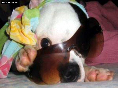 La foto del perro