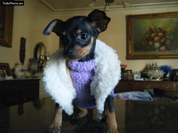 La foto del perro