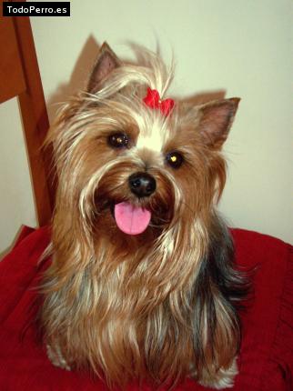 La foto del perro