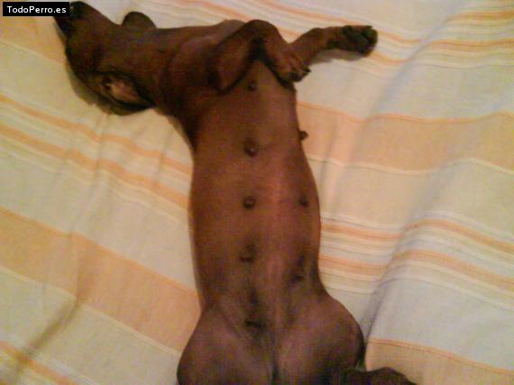 La foto del perro