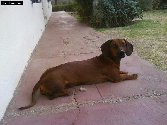 La foto del perro