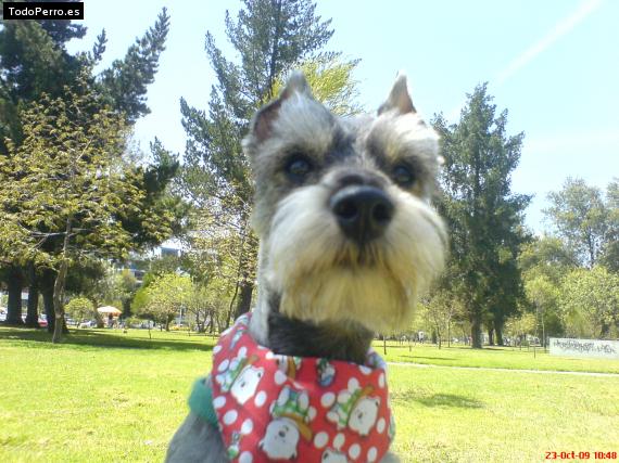 La foto del perro