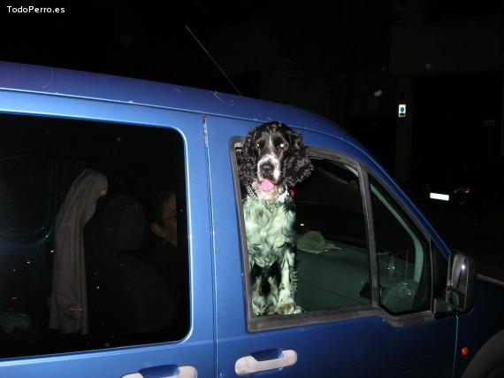 La foto del perro