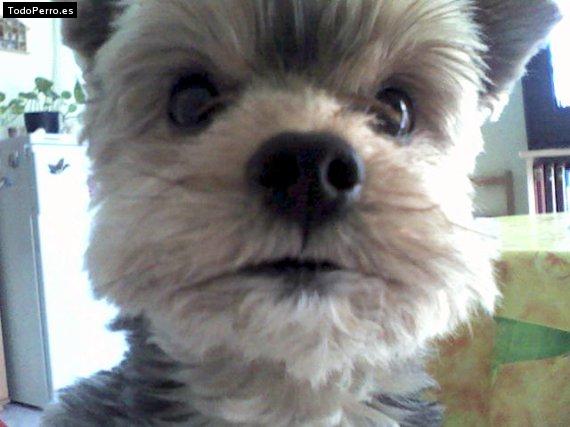 La foto del perro