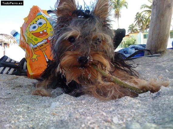 La foto del perro