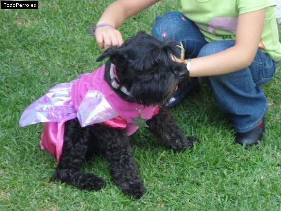 La foto del perro