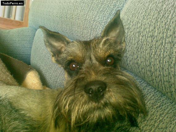 La foto del perro