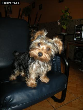 La foto del perro