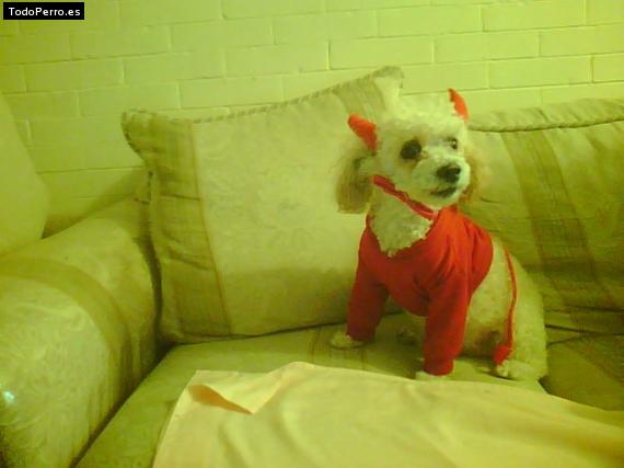 La foto del perro