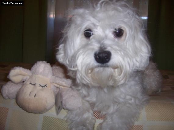 La foto del perro