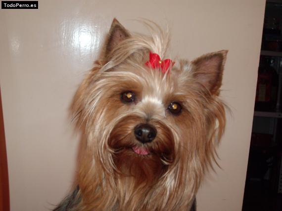 La foto del perro