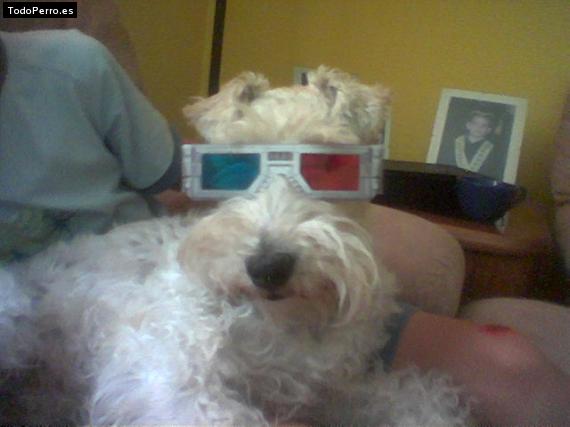 La foto del perro