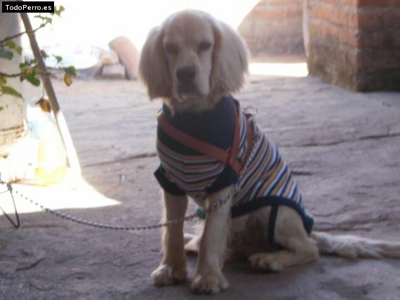 La foto del perro