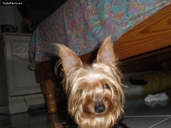 La foto del perro