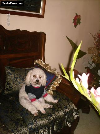 La foto del perro
