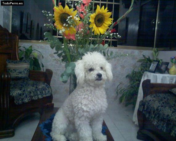 La foto del perro