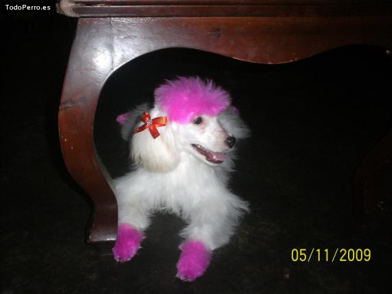 La foto del perro