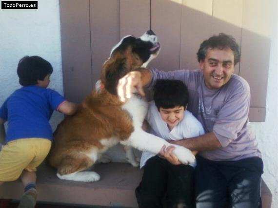 La foto del perro