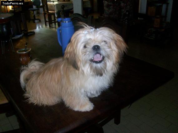 La foto del perro
