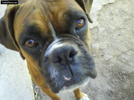 La foto del perro