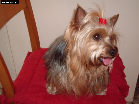 La foto del perro