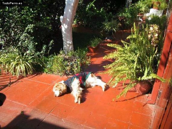 La foto del perro