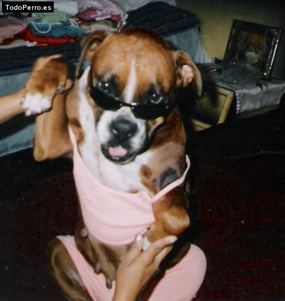La foto del perro