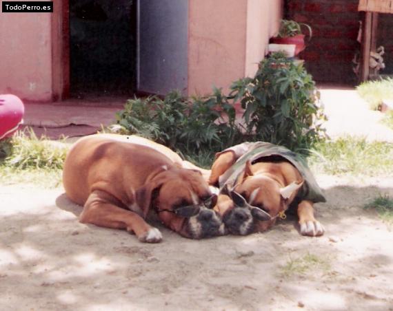 La foto del perro
