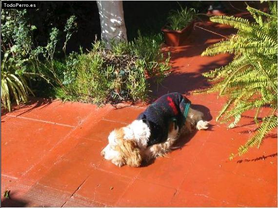 La foto del perro
