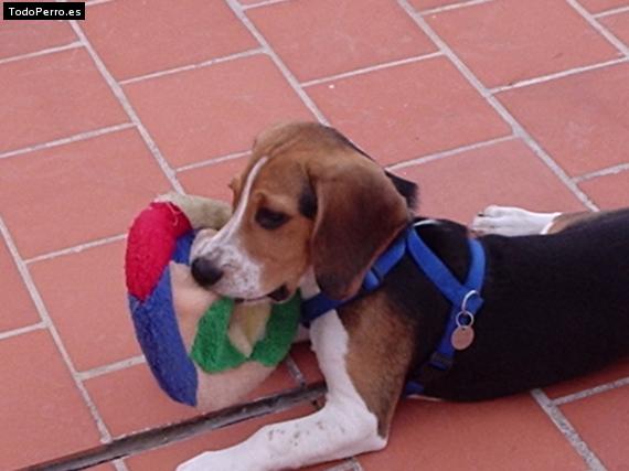 La foto del perro