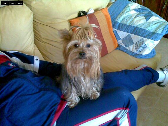 La foto del perro