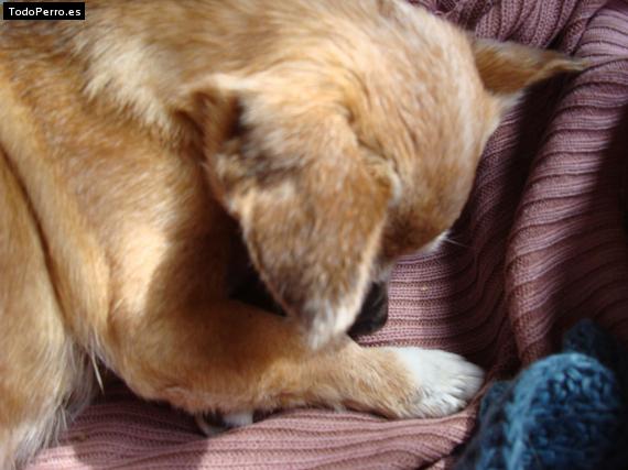 La foto del perro