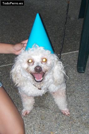 La foto del perro