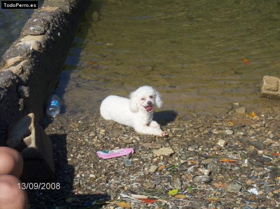 La foto del perro