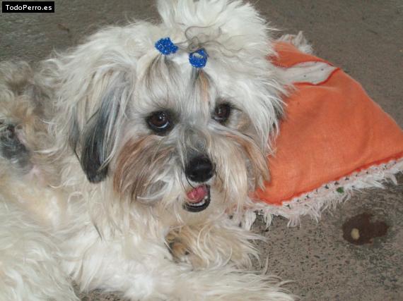 Foto del perro Frida