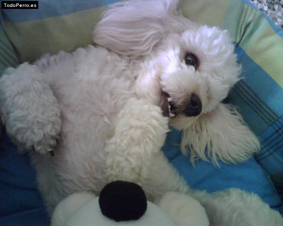 La foto del perro