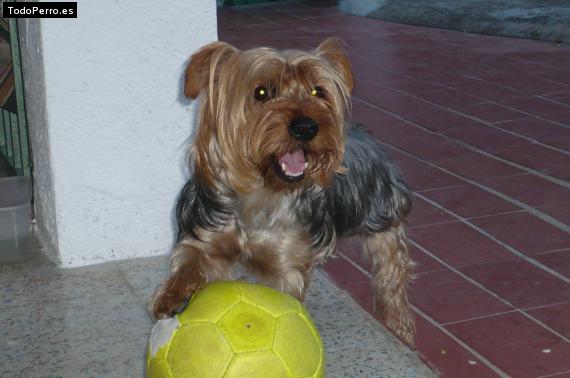 La foto del perro