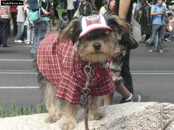 La foto del perro