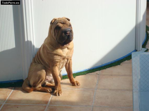 La foto del perro