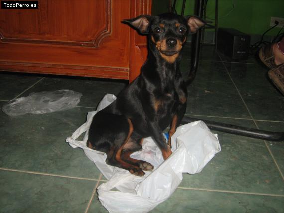 Foto del perro Juanes
