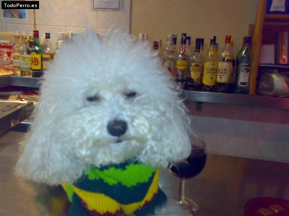 La foto del perro