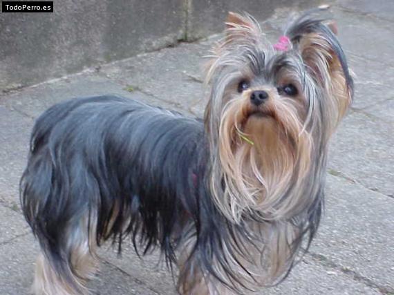 La foto del perro