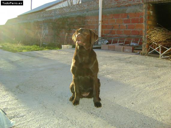 La foto del perro
