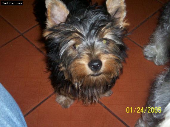 La foto del perro