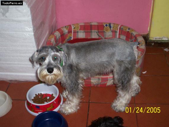 La foto del perro