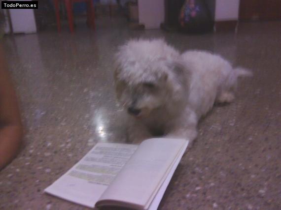 La foto del perro
